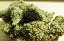 Not the marijuana mentioned in the story