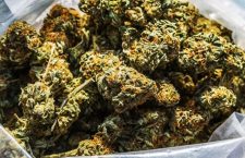 File photo. Not the exact marijuana mentioned in the story