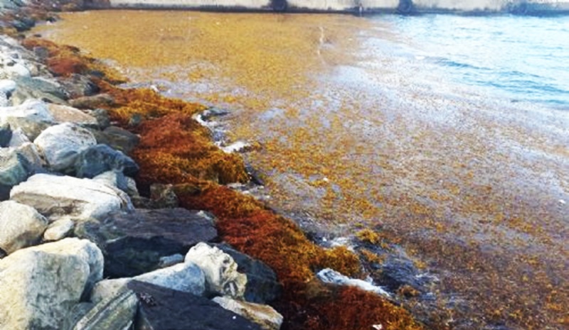 Harvest sargassum: smelly seaweed has benefits too, residents told