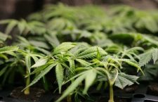 Not the actual plants mentioned in the story.