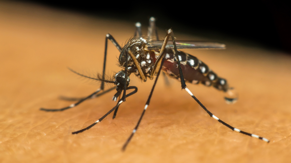 Dengue is back – Official confirms