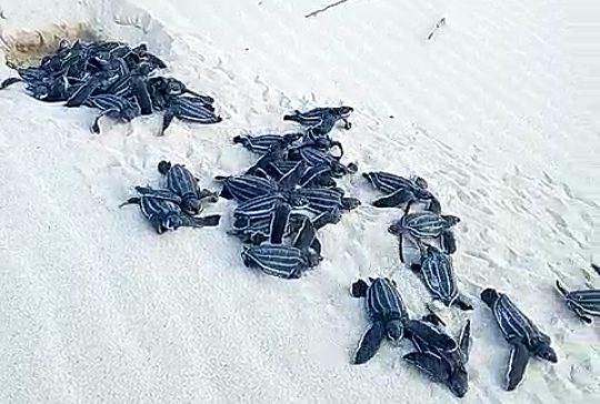 Public warned not to ‘touch’, harm hatchling turtles