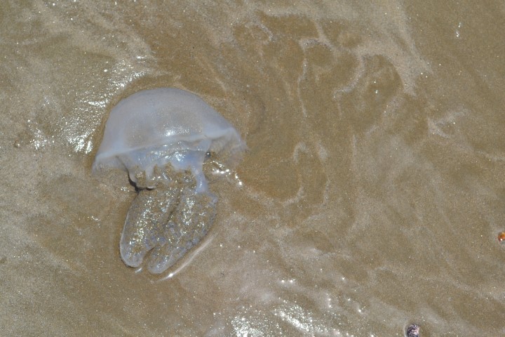 Jellyfish alert | Residents, visitors urged to be cautious