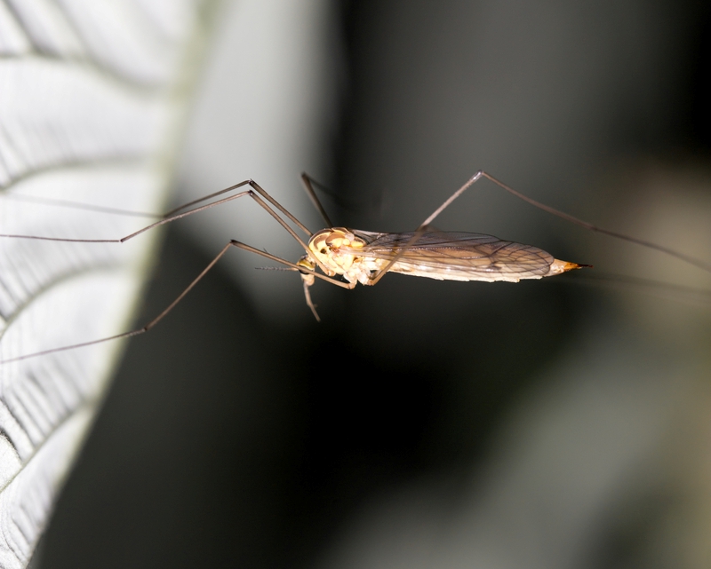 Env’l Health tackles mosquito population | Contracting virus less likely
