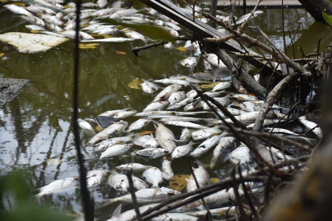 Hundreds of fish found dead in Josiah’s Bay pond