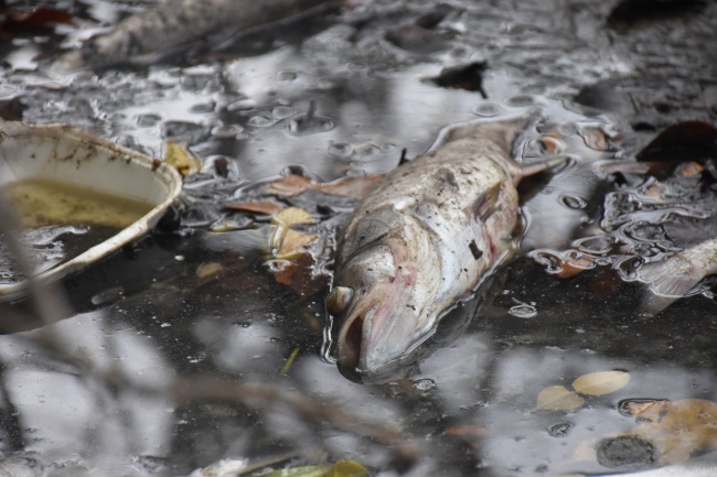 Water quality tests to be done at Josiah’s Bay pond