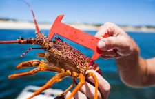 Charter boaters unlawfully fishing lobsters after misleading publication