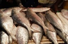 Local fish is typically bought and sold at the BVI Fishing Complex. (Google image)