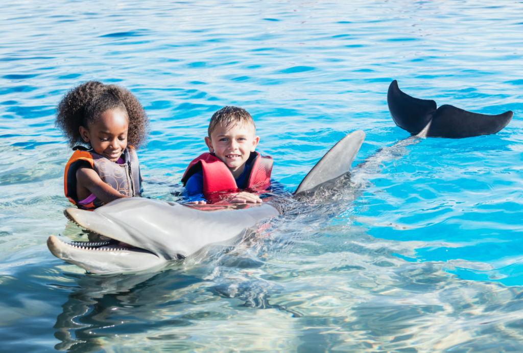 BVI ‘losing lots of revenue’ with Dolphin Discovery still away