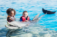 BVI ‘losing lots of revenue’ with Dolphin Discovery still away