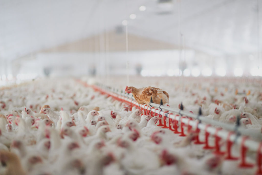 Legislation changes to be made to reduce importation of poultry