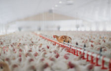 Legislation changes to be made to reduce importation of poultry