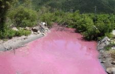 Bacteria turn sections of the Josiah's Bay Pond pink. (Photos by Esther Durand/BVI News)