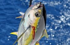 All-time low participation for Fisherman’s tournament as Carrot Bay festivities begin