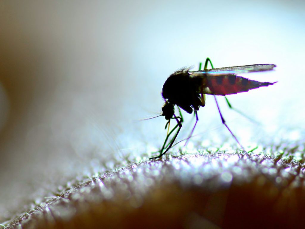 BVI experiencing increase in Dengue Fever, cases almost tripled since last year