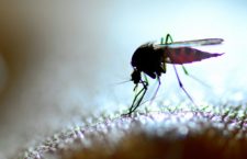 BVI experiencing increase in Dengue Fever, cases almost tripled since last year