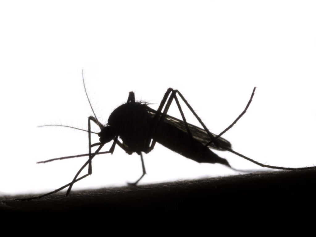 Sterile mosquitos to be released in USVI, local attorney says BVI should have been consulted