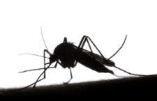 Mosquito silhouetted against a white background.
