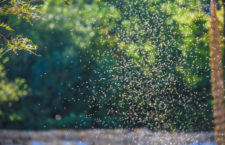 BVI ought to consider using same mosquito control technique as USVI — Chief Med Officer