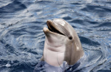 Stock photo of a dolphin.