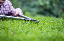 $105K earmarked for bush cutting | 32 contracts to be issued shortly, says Premier
