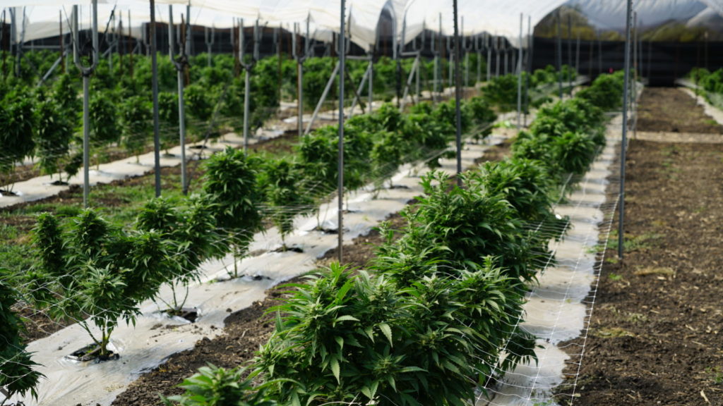 Working committees in UK & BVI set up to move ganja bill forward