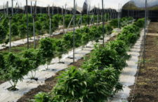 Stock image of a marijuana farm