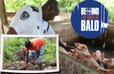 This prison officer overseeing inmates as they work on the prison farm is captured reacting to a few of the pigs being reared at the location. Also photographed is an inmate cultivating vegetables on the farm. (BVI News photos)