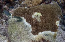 Online image of a coral showing signs of Stony Coral Tissue Loss Disease.