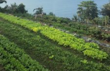 On Tidal Roots Farm. (Photo provided)