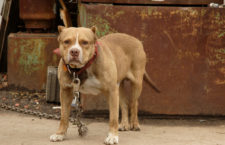 Not any of the actual dogs mentioned in the story.