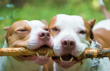 Not any of the actual dogs mentioned in the story.ng dog playing in the meadow, pit bull terrier