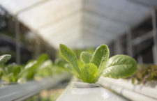 Vegetables growing inside a greenhouse that uses hydroponics.