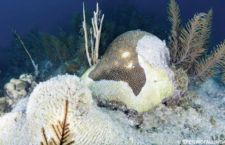 (Photo from AlertDiverOnline)