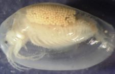 New species of clam shrimp discovered in 390-million-year-old fossils in USVI