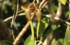 BVI to participate in regional mangrove symposium