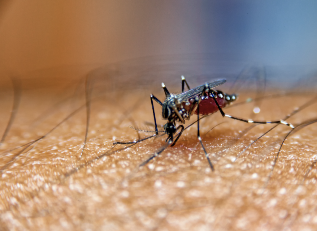 Public meetings scheduled to address rising mosquito population