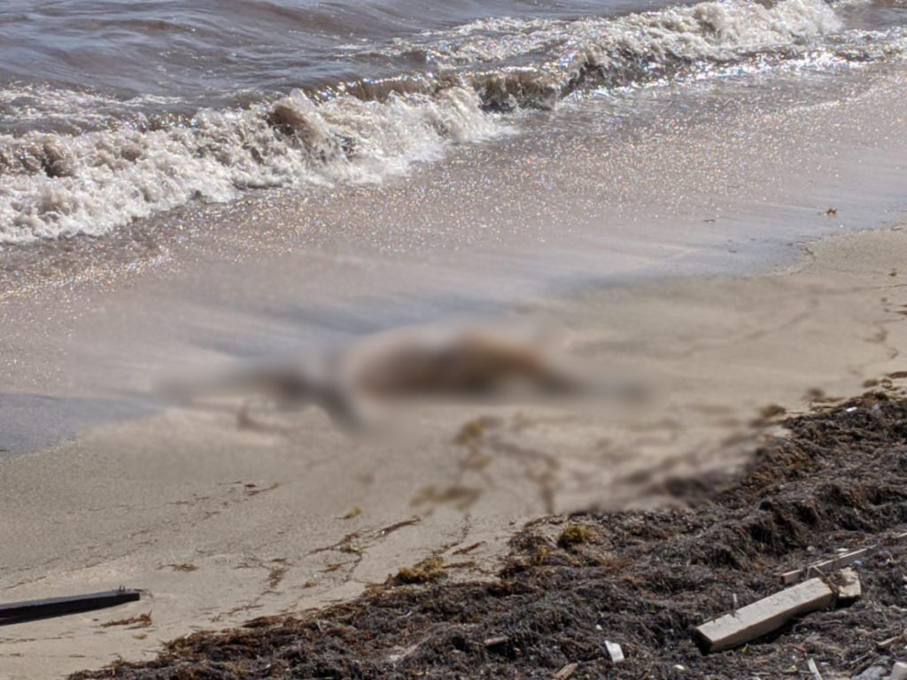 UPDATE: Body washed ashore believed to be VG resident