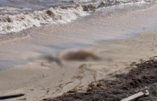 The area where the body washed ashore.
