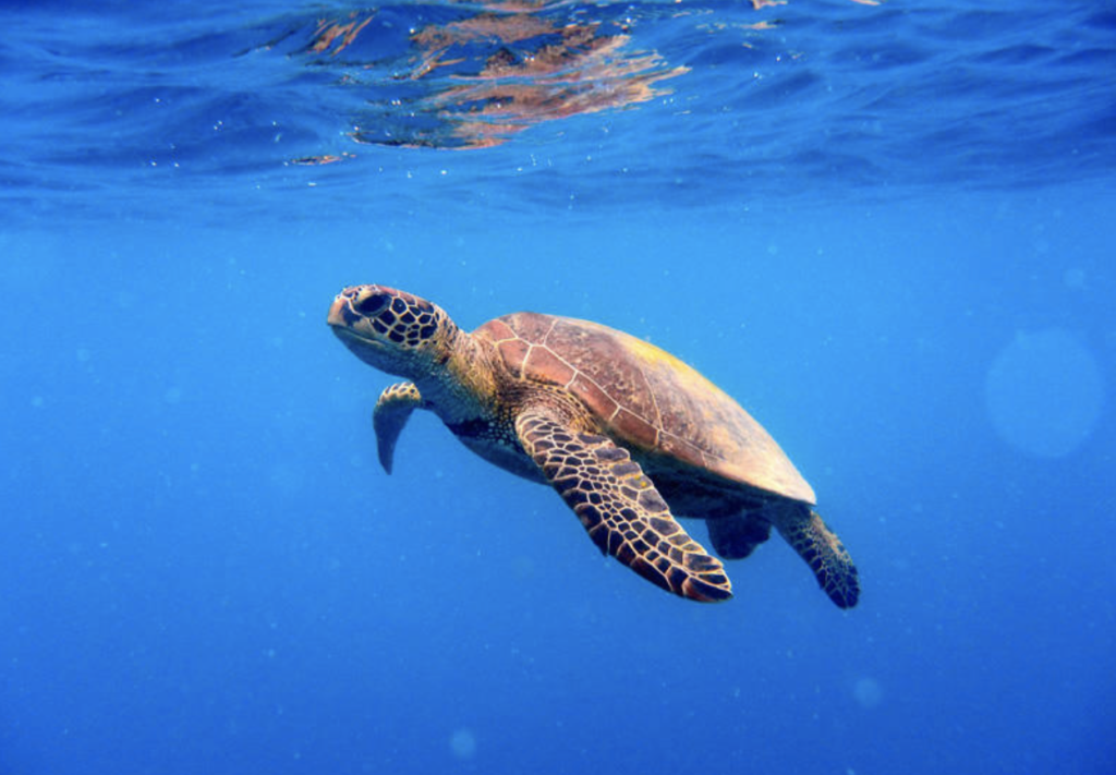 Turtle conservation project launched to combat threats discovered in BVI