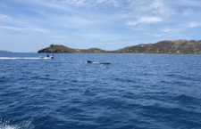 Photo of entangled whale as divers observe (Photo credit: Commercial Dive Services)