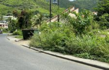 BVI News Photo of overgrown bushes captured in the Sea Cow's Bay area of Tortola on Thursday, August 19, 2021.
