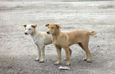 Not the exact dogs mentioned in the article.