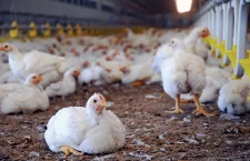 Registered farmer gets Customs exemption for poultry production