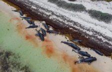 Dead pilot whales found beached on Anegada. (Photo Credit: Rondel Smith, Jr)