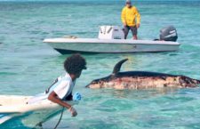 Photo of the ongoing whale removal process on Anegada. (Photo credit: Provided by Beyond the Reef)