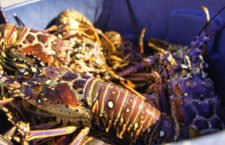 Scenes from the 2022 staging of Anegada Lobster Fest at the weekend.