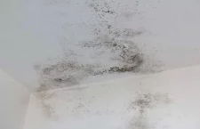 Not any of the actual mould mentioned in the article.