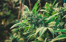 USVI pushes marijuana law! No hope for BVI?