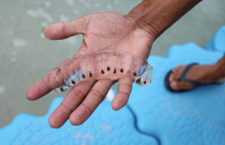 A sea salp